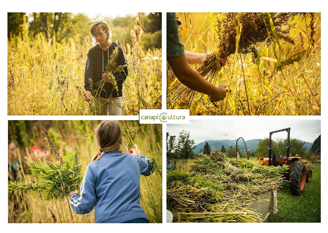 La Canapa e l’agricoltura possibile