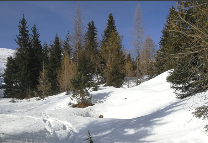 Le foreste dolomitiche dopo la tempesta Vaia: il convegno (2)